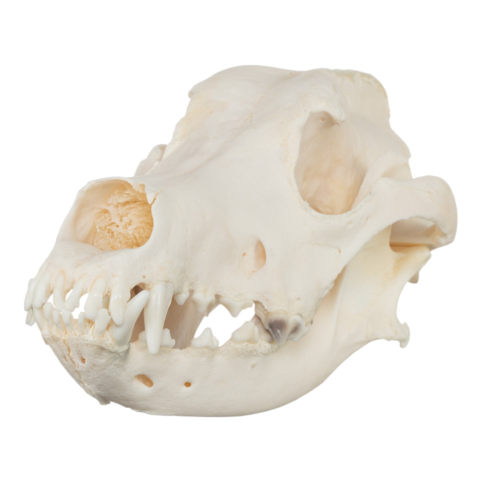 Authentic Domestic Dog Skull - Great Dane Canine Specimen for Veterinary Study, Taxidermy & Educational Use | Perfect for Science Classrooms, Oddity Collectors & Halloween Decor
