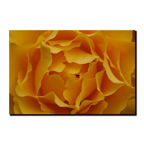 Trademark Fine Art Kurt Shaffer Yellow Rose Canvas Wall Art Print - Vibrant Floral Home Decor for Living Room, Bedroom & Office