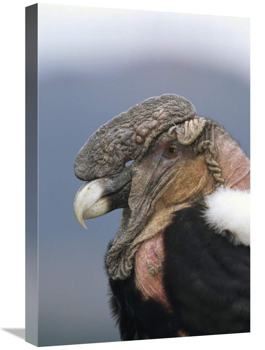 Andean Condor Male Art Print - 16x24 Inch Wildlife Wall Decor from Cayambe, Ecuador by Tui De Roy - Perfect for Nature Lovers, Home & Office Decor