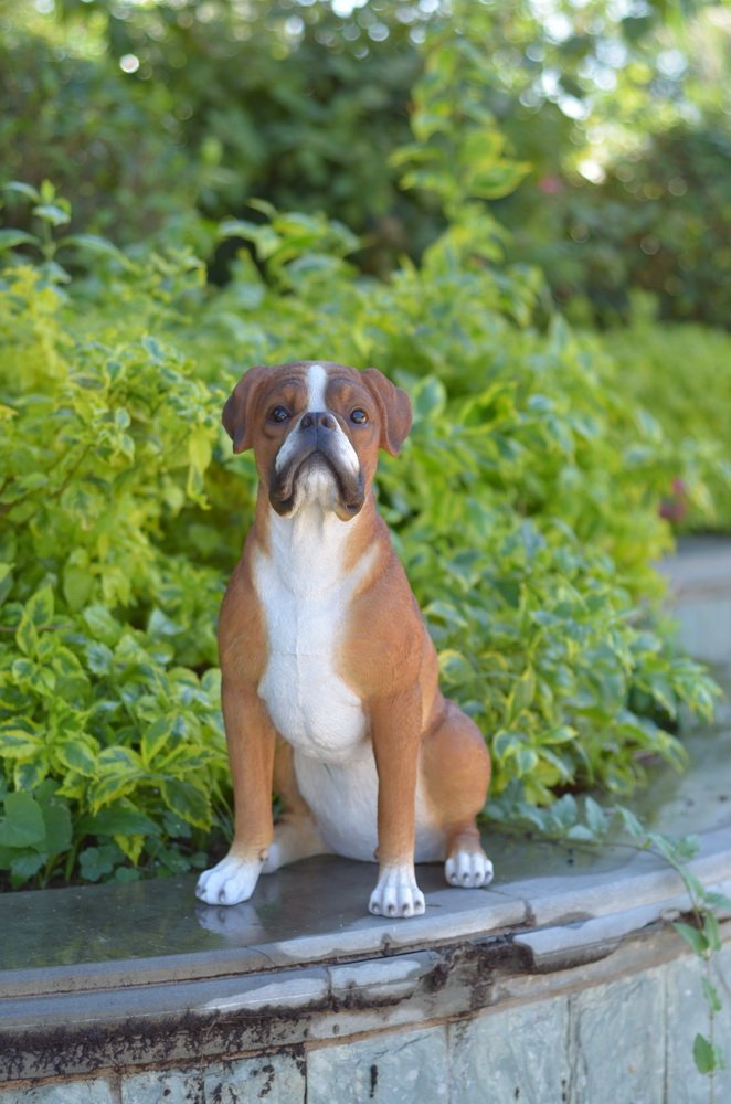 Hi-Line Gift Ltd Sitting Boxer Dog Statue - Realistic Handcrafted Home Decor Sculpture for Living Room, Office & Garden | Perfect Gift for Dog Lovers & Pet Owners