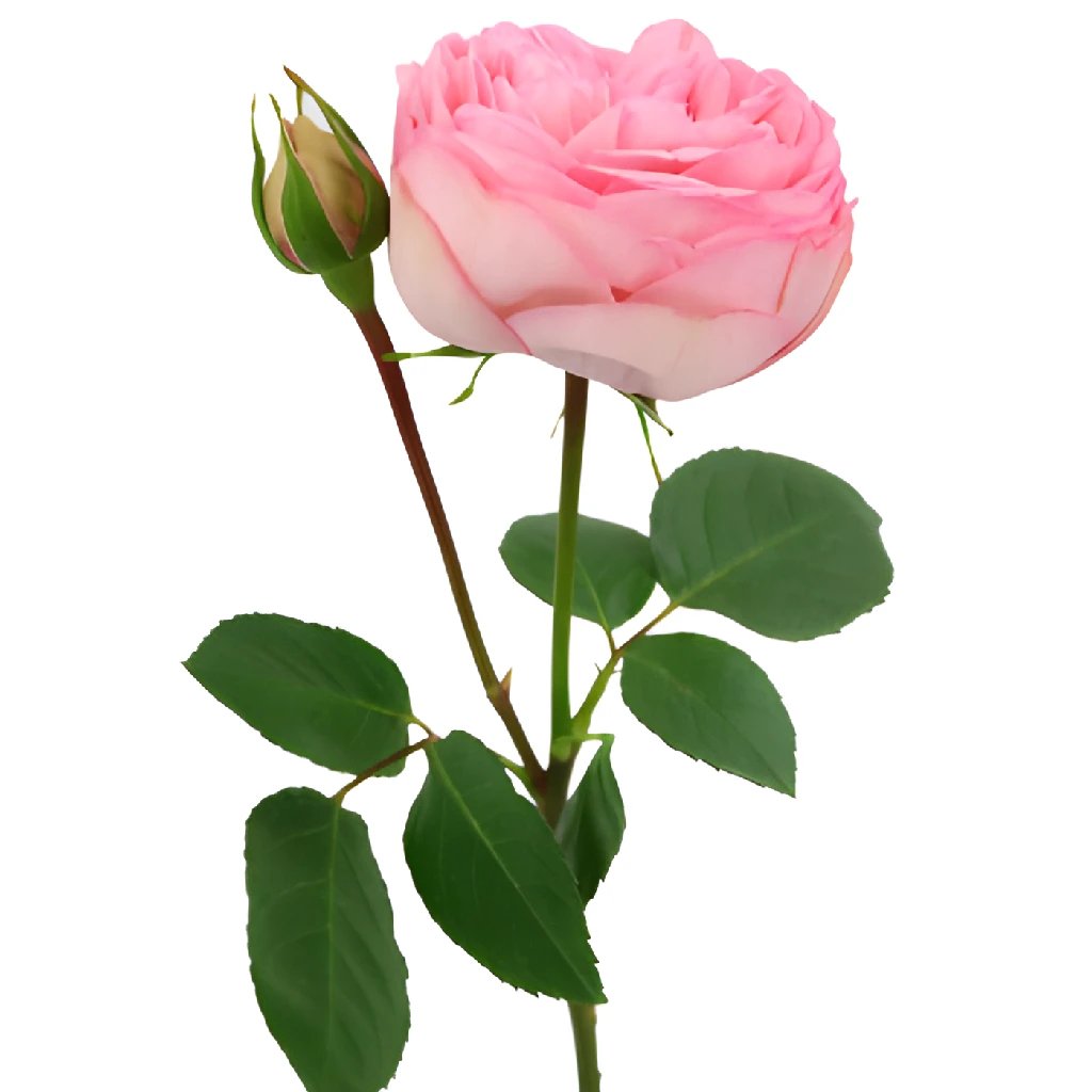 Bridal Piano Peony Rose - Premium Artificial Silk Flowers for Wedding Bouquets, Centerpieces, and Home Decor