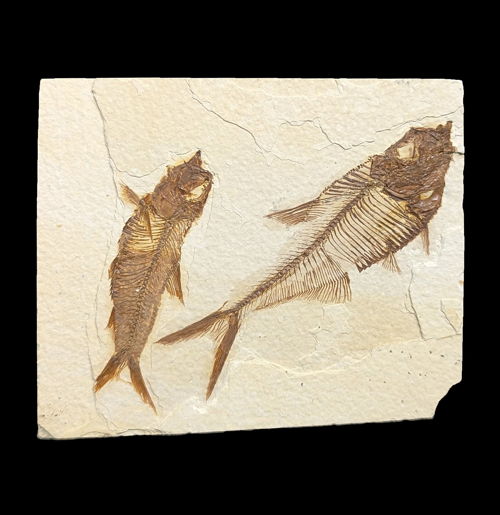 Premium Two Diplomystus Fossil Fish Specimen on Stone Plate - Perfect for Home Decor, Science Education & Fossil Collecting