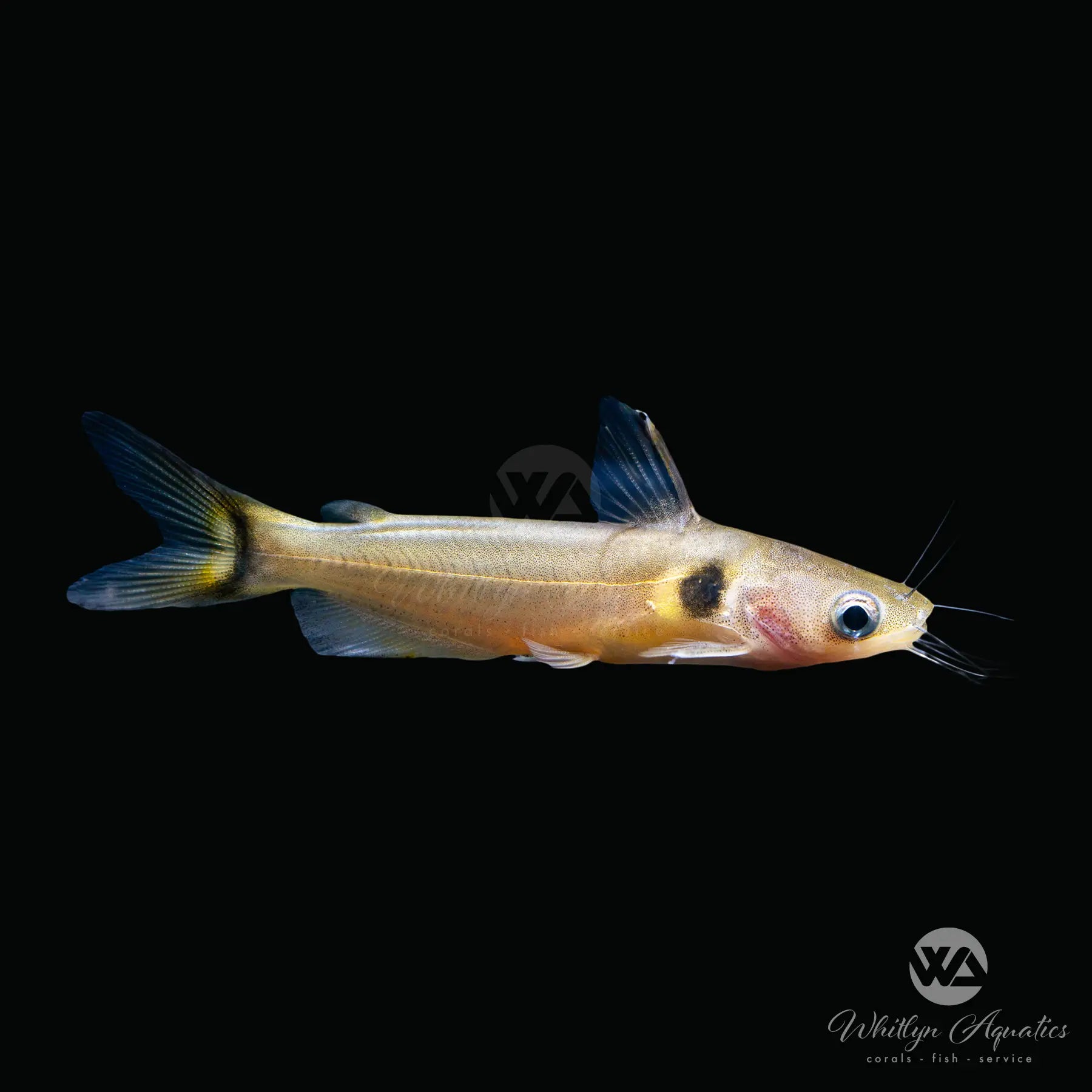 Gunther's Sun Catfish (Horabagrus brachysoma) - Freshwater Aquarium Fish for Home & Office Tanks