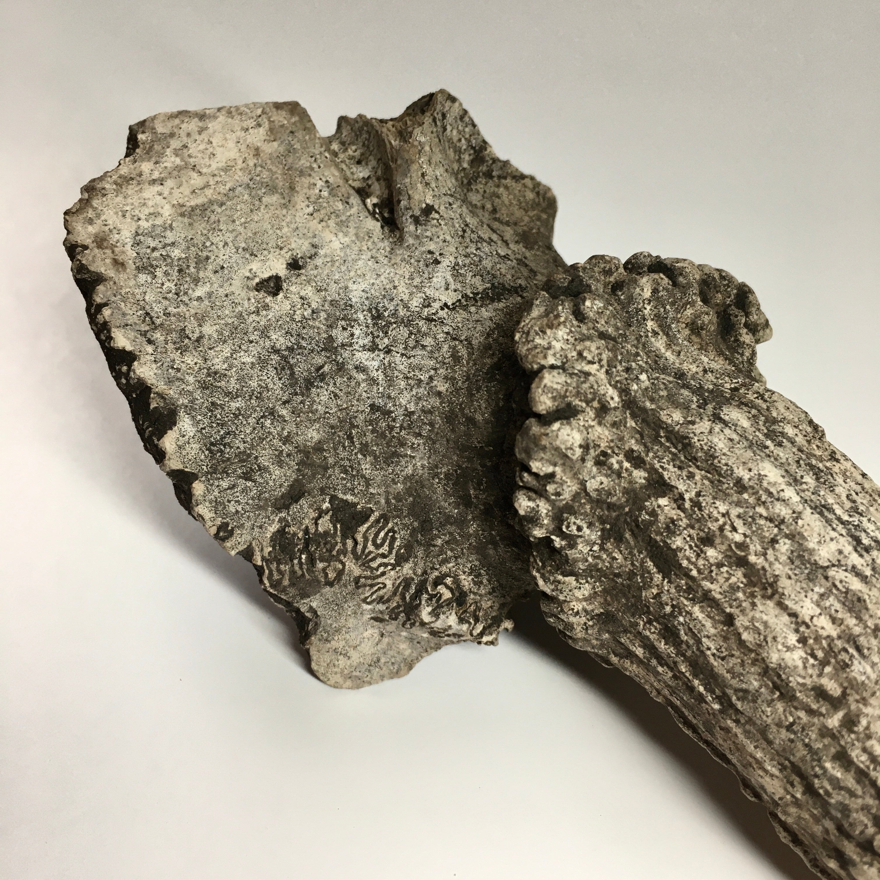 Fossilized Pleistocene Deer Antler - Authentic Ice Age Relic for Collectors, Home Decor & Educational Displays