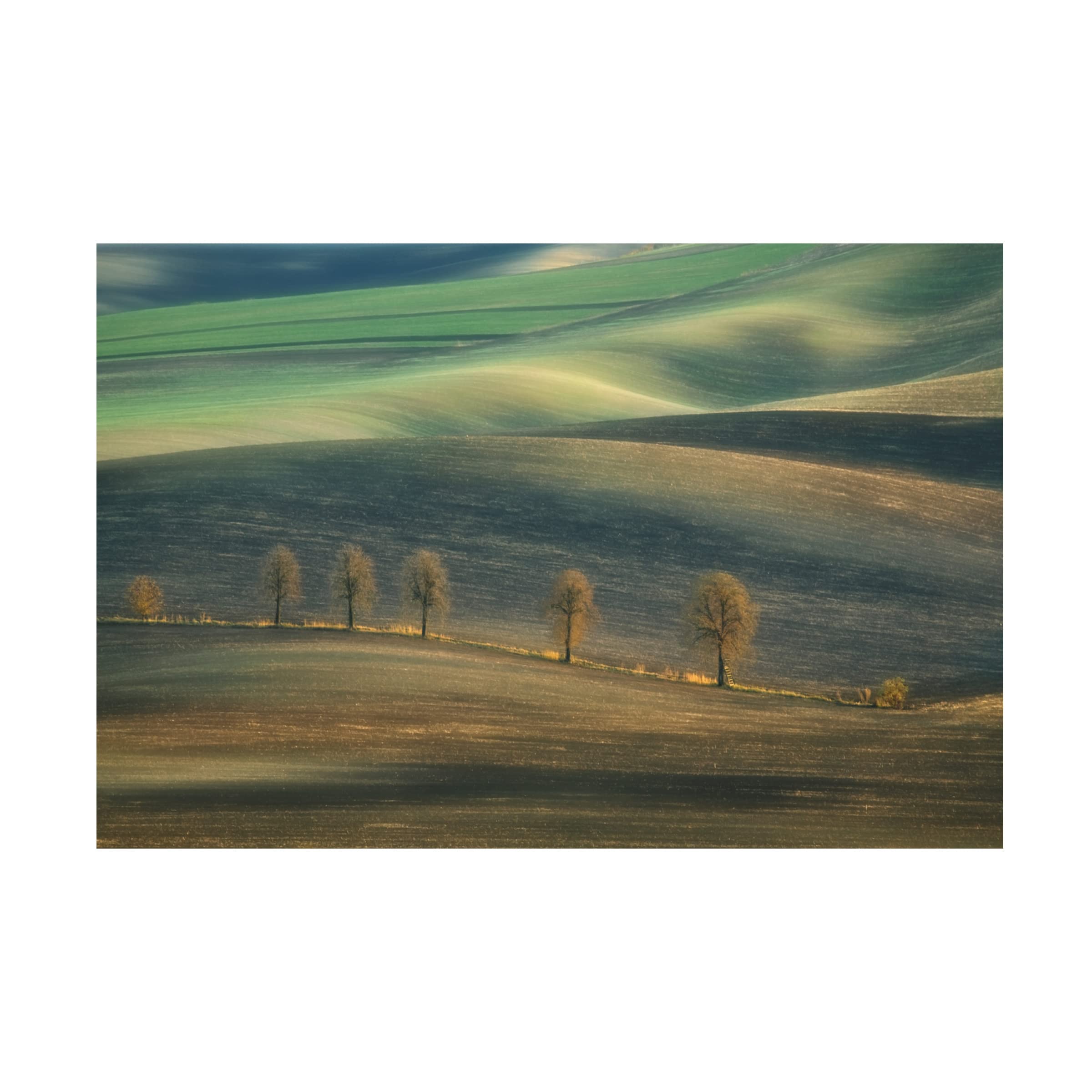 Trademark Fine Art 'Seven Trees' Canvas Wall Art by Krzysztof Browko - Modern Landscape Painting for Living Room, Bedroom & Office Decor