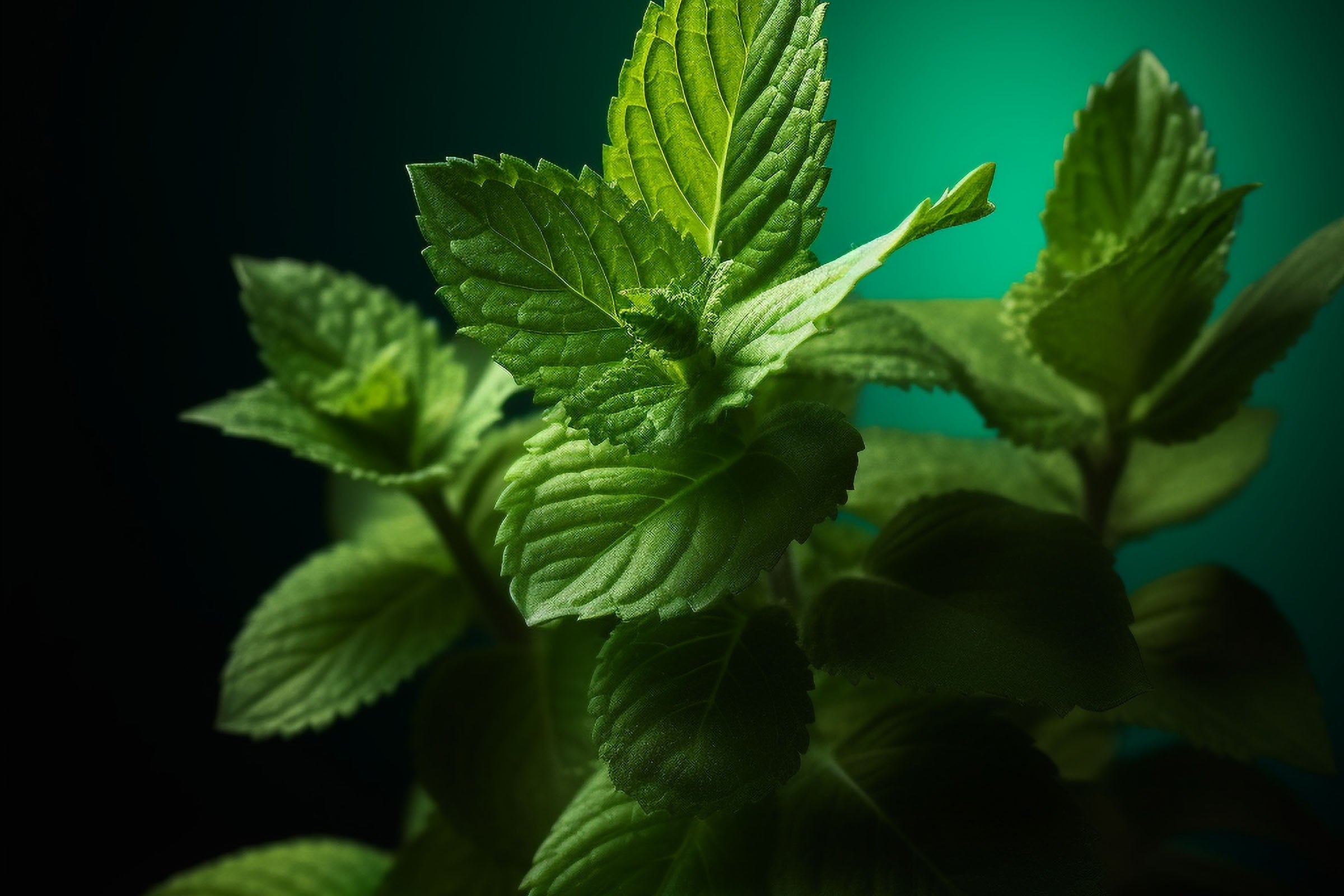 Premium Peppermint Essential Oil for Aromatherapy, Candles & Soap Making - 100% Pure & Natural Fragrance Oil for Diffusers, DIY Crafts & Home Spa