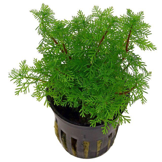 TCulture Myriophyllum Mattogrossense Live Aquatic Plant (Pot) - Perfect for Aquariums, Fish Tanks & Water Gardens