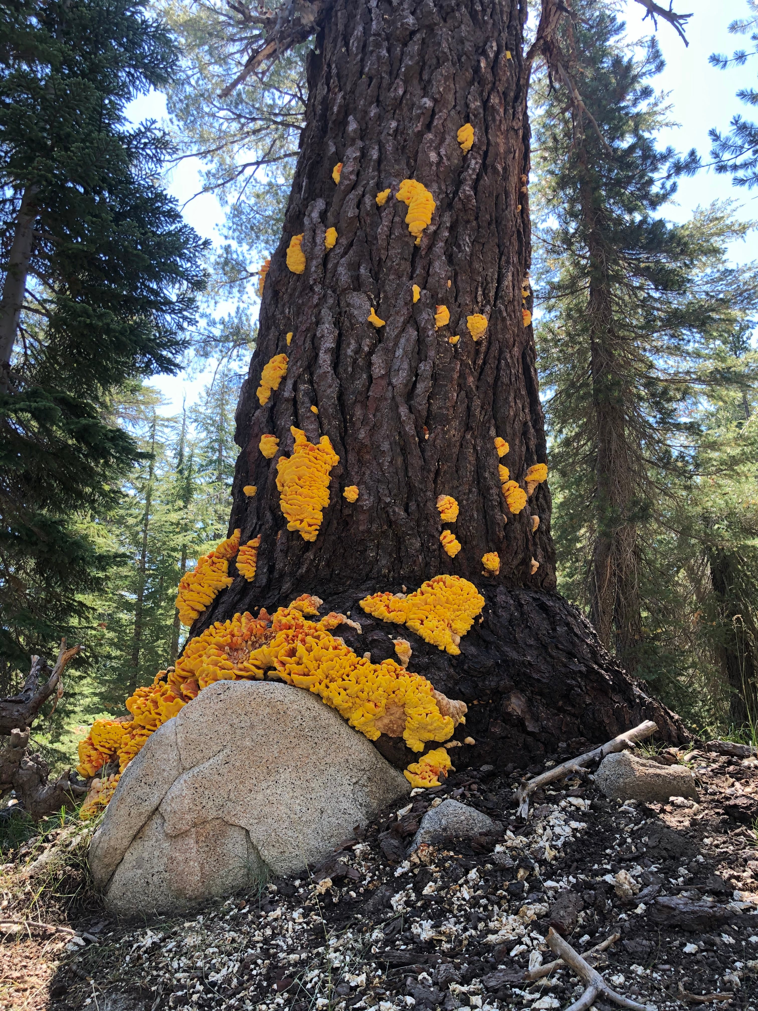 Backpacking Yosemite: Grand Canyon of the Tuolumne River - Hiking Gear & Outdoor Equipment for Adventure Travel | Perfect for National Park Camping and Wilderness Exploration