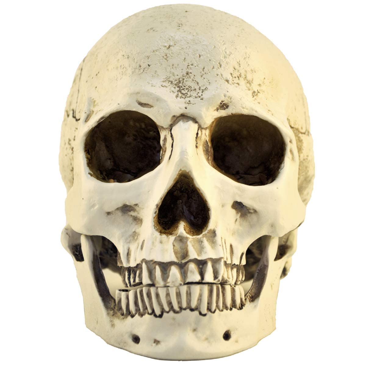 Realistic 1:1 Resin Skull Head Model - Anatomically Accurate Medical Skeleton Replica for Halloween Decor, Science Education & Gothic Home Decor