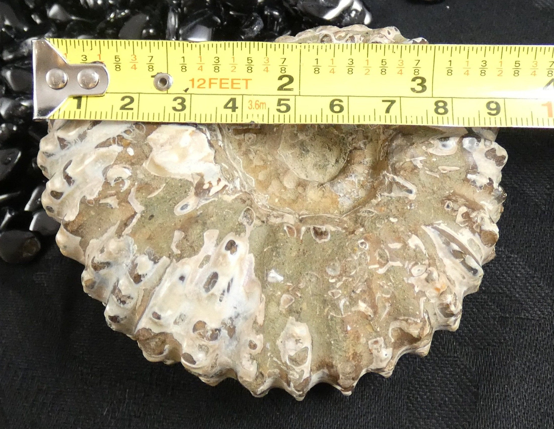 Authentic Ammonite Fossil Specimen - Natural Prehistoric Stone for Collectors, Home Decor & Gifts | Perfect for Geology Enthusiasts, Office Display & Meditation Space