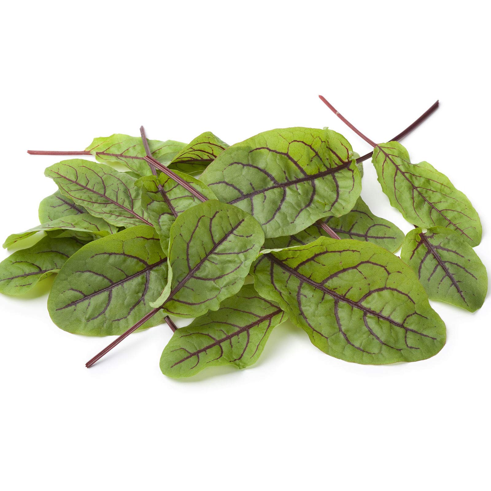 Red Vein Sorrel Seeds - Non-GMO Heirloom (15,000) for Cooking & Microgreens