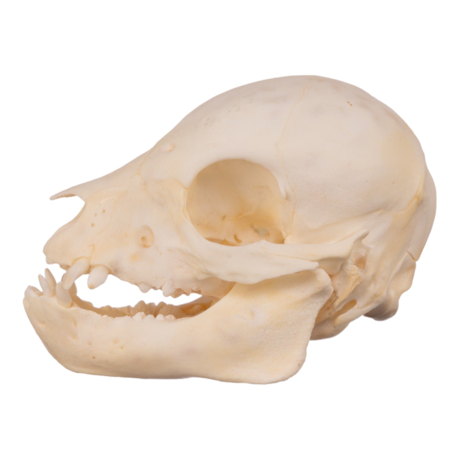 Real Domestic Pig Skull Juvenile - Authentic Animal Specimen for Science Study, Halloween Decor & Taxidermy Projects - Perfect for Educational Displays, Spooky Home Decor & Oddity Collections