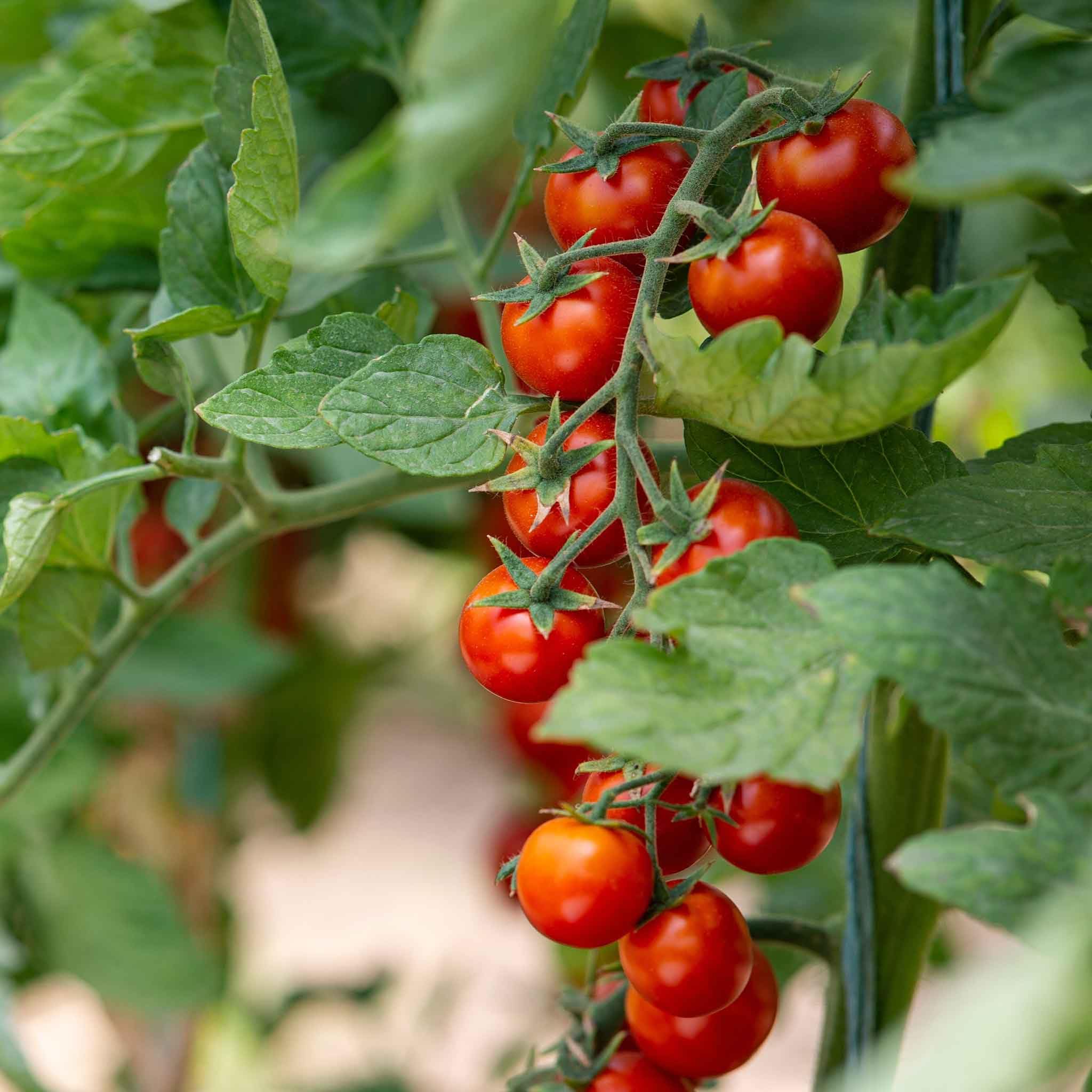 Eden Brothers Small Red Cherry Tomato Seeds - Non-GMO, Heirloom Variety for Home Gardening, Fresh Salads & Healthy Snacks