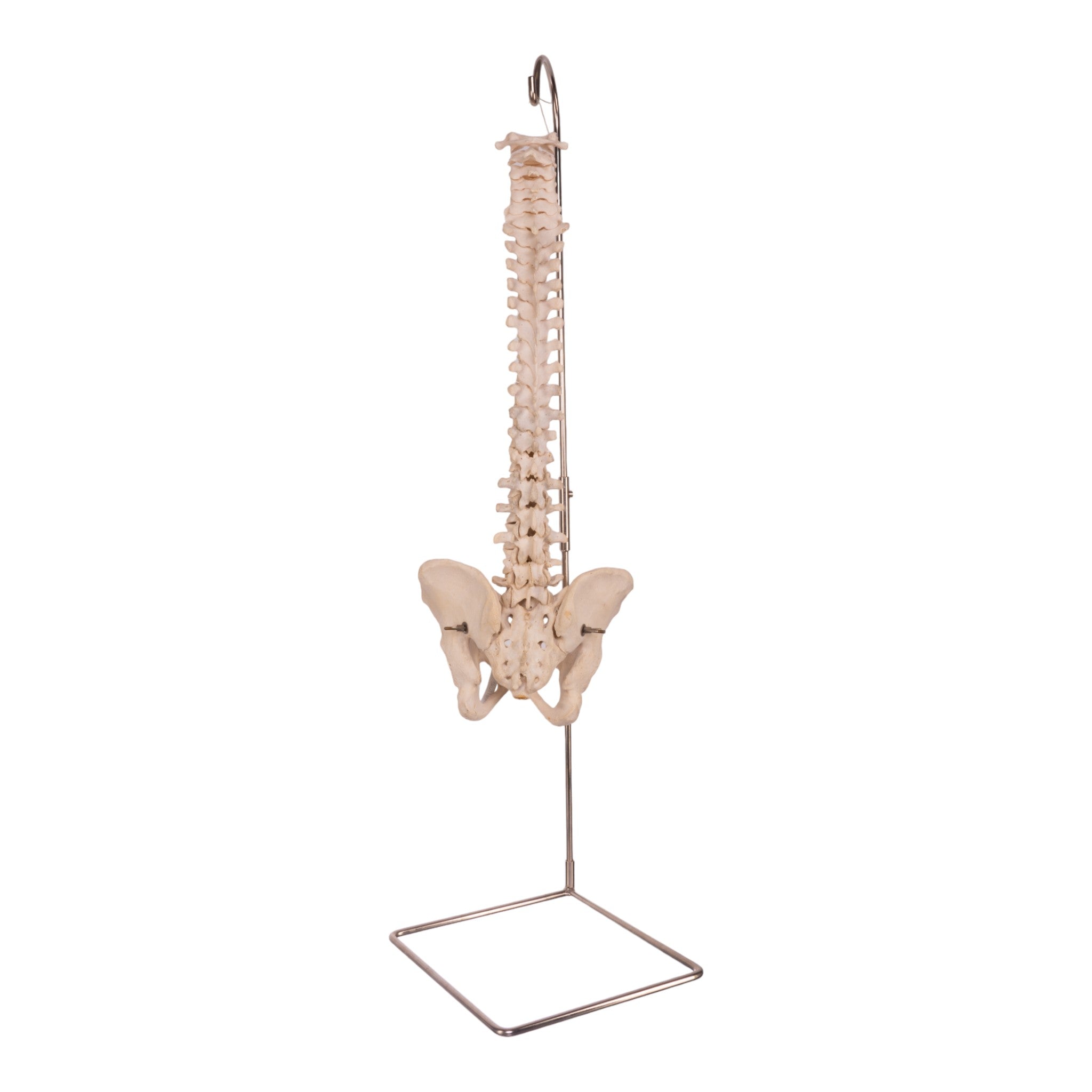Real Human Spine, Sacrum & Pelvis - Anatomical Model for Medical Education, Chiropractic Training & Osteopathic Studies
