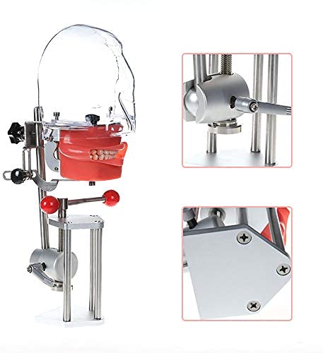 Dental Simulator Manikin Phantom Head - Plastic Educational Teeth Model with Bench Mount for Dental Training & Practice | Perfect for Dental Schools, Clinics & Lab Demonstrations