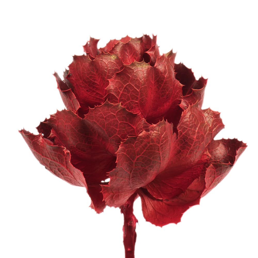 Vickerman 8 Inch Artificial Dried Red Queen Protea Flower - Perfect for Home Decor, Wedding Centerpieces, and DIY Floral Arrangements