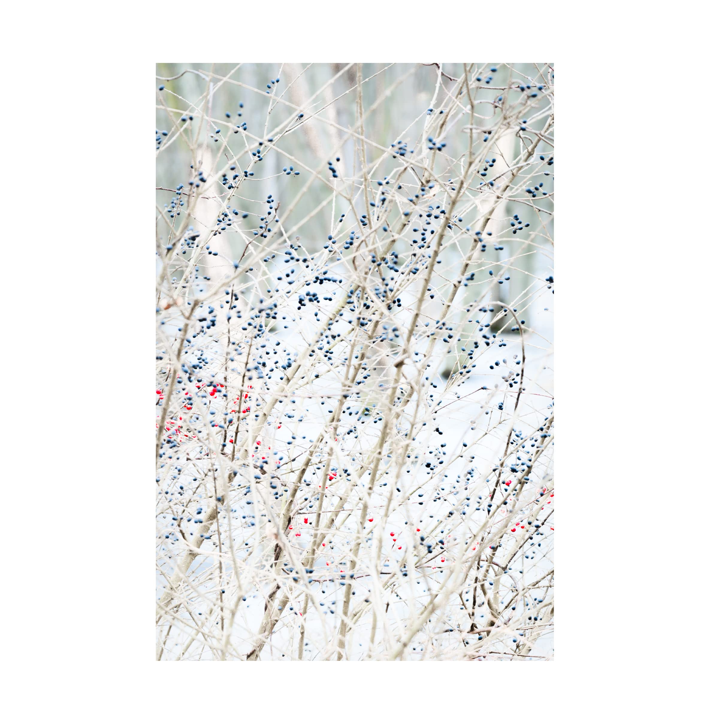 Blue Palomino 'Winter Berries Portrait' Canvas Wall Art - Handmade Floral Painting for Living Room, Bedroom & Office Decor