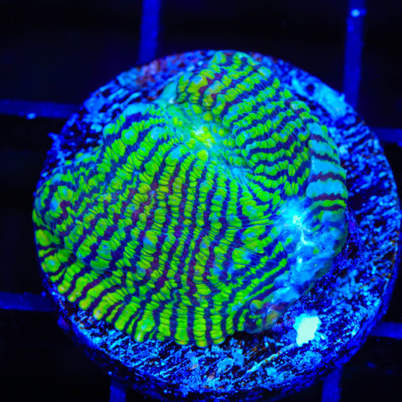 Premium Convict Chalice Coral for Saltwater Aquariums – Vibrant Coral for Reef Tanks & Marine Displays | Perfect for Beginners & Expert Aquarists