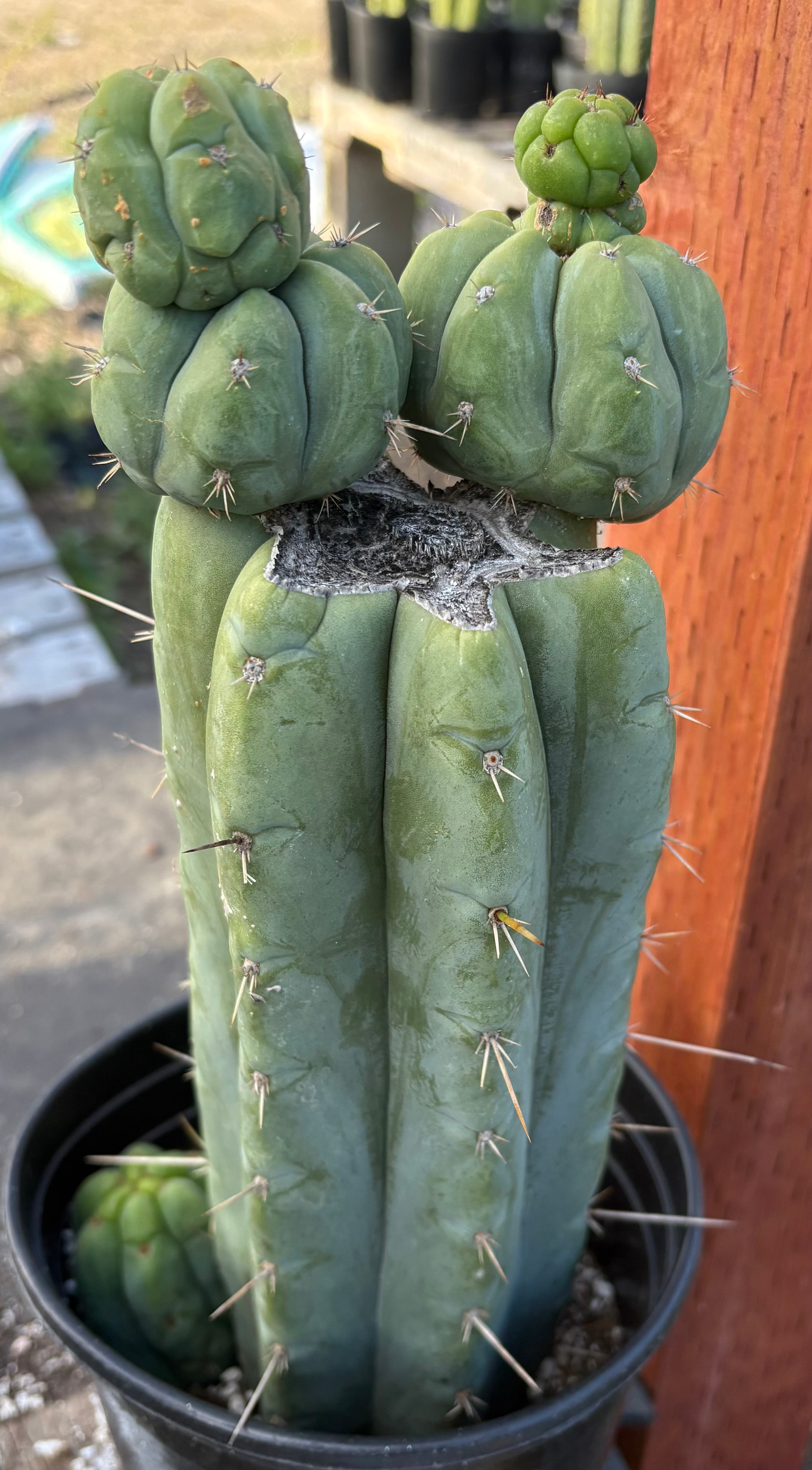 EC208 EXACT Trichocereus Hybrid Tig X Huanu X Playa Bonita Cactus 12.5