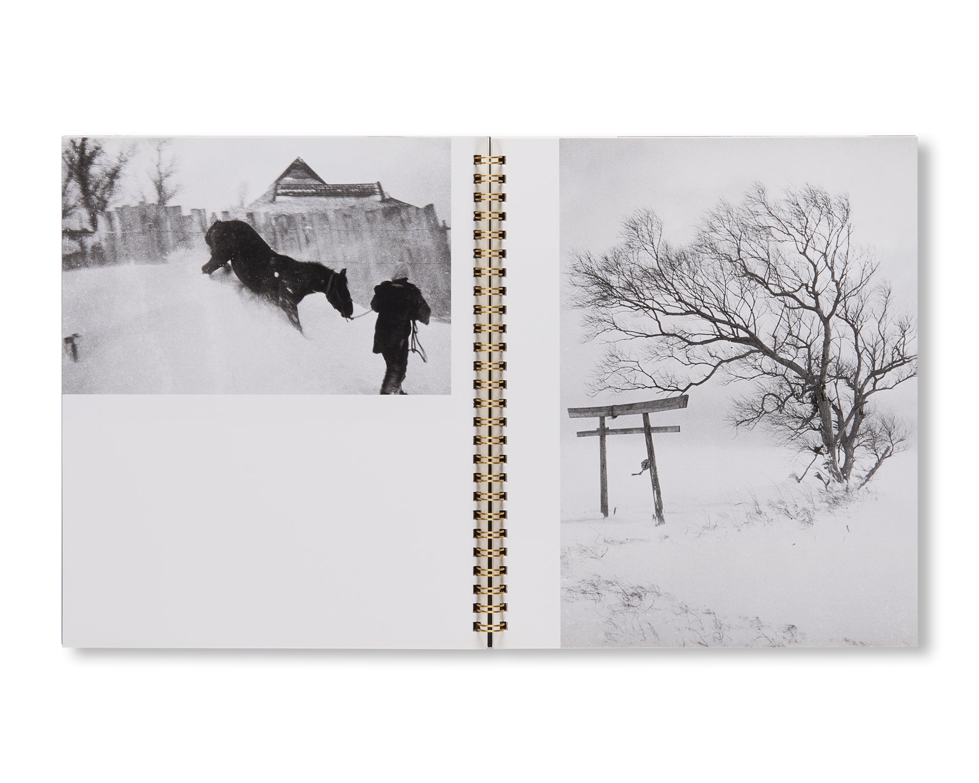 Seiryu Inoue & Ichiro Kojima Art Book - INOUE SEIRYU / KOJIMA ICHIRO Masterpiece Collection | Perfect for Art Lovers, Collectors, and Japanese Culture Enthusiasts