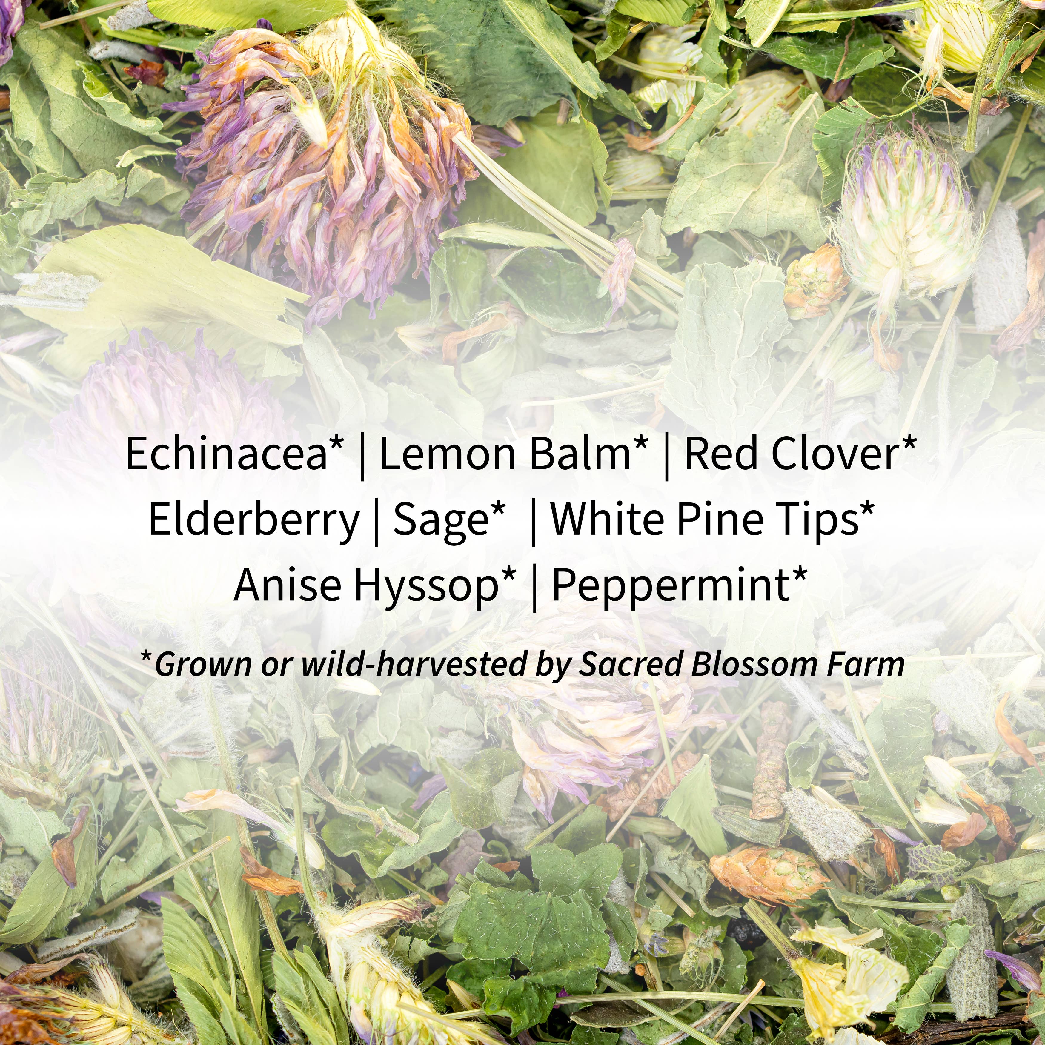 Best Immunity Boosting Supplements for Adults - Natural Immune Support Vitamins & Herbs for Daily Wellness & Cold Defense
