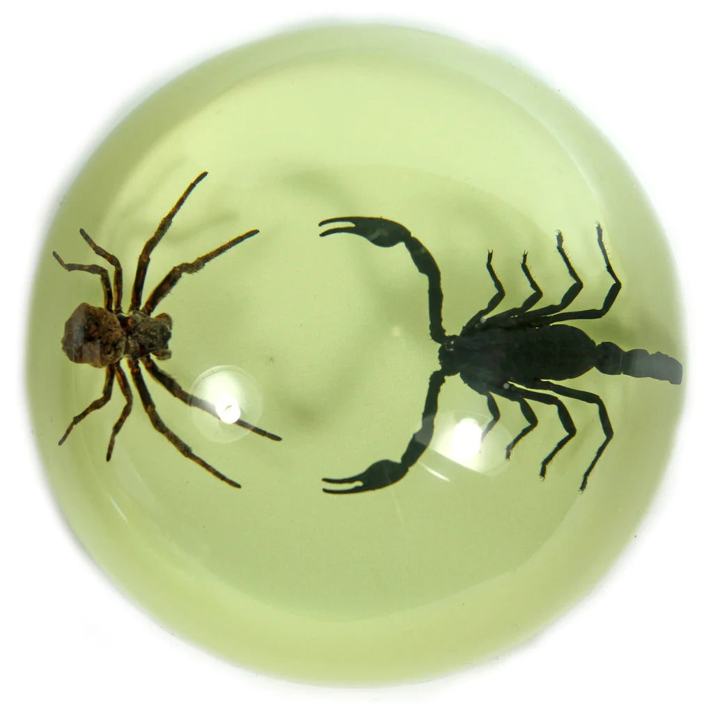 Real Preserved Fighting Scorpion and Spider in Clear Acrylic Dome Display - Unique Home Decor, Science Specimen, and Gothic Collectible for Halloween, Office Desk, or Classroom Display