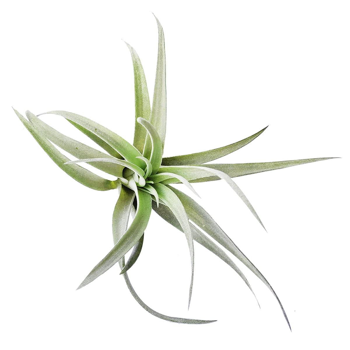 Tillandsia Harrisii Air Plant 4'' | Low Maintenance Live Air Plants Collection | Unique Home Decor Gift Box for Office, Terrarium & Wedding Centerpieces