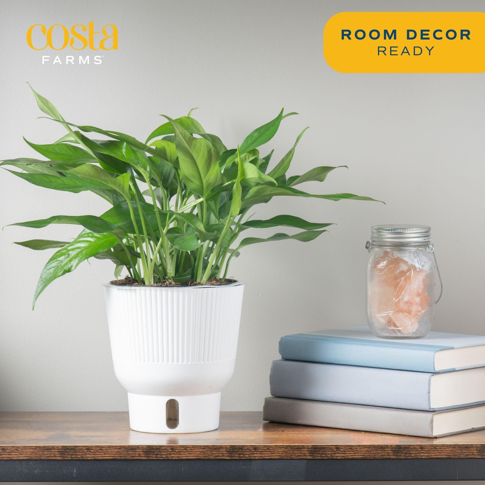 Costa Farms Baltic Blue Live Pothos Plant - Indoor Houseplant in Decorative Pot, 1 Foot Tall for Home & Office Decor | Perfect for Tabletop, Shelves & Low-Light Spaces