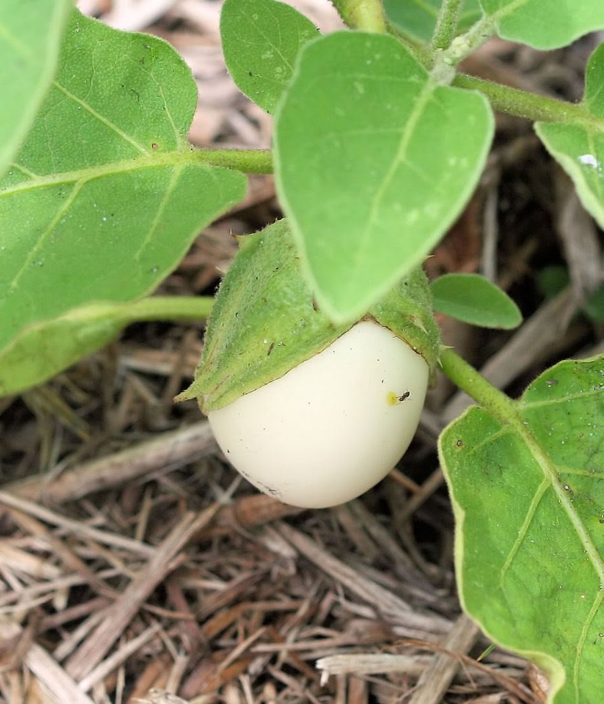 30 Easter Egg Plant Seeds (Solanum Ovigerum) - Ornamental Eggplant for Home Garden, Easter Decor & Unique Gifts - Perfect for Indoor Pots, Outdoor Planting & Holiday Displays