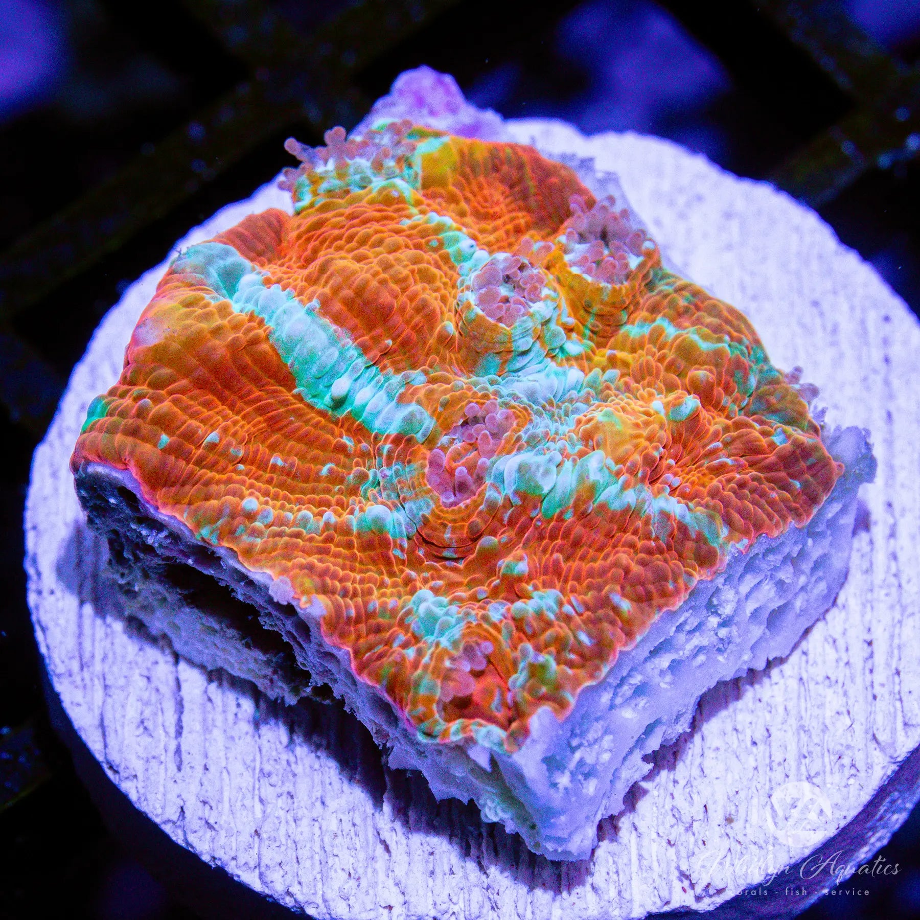 B28 WA Cold Blooded Chalice Coral - Premium WYSIWYG Live Coral for Saltwater Aquariums | Perfect for Reef Tanks & Marine Aquascaping