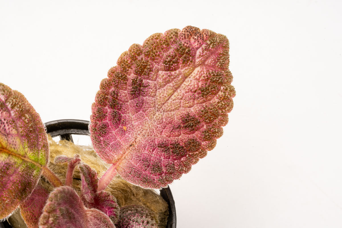 Episcia Cupreata - Stunning Copper Leaf Houseplant for Home & Office Decor | Perfect for Indoor Gardens, Terrariums & Gift Ideas