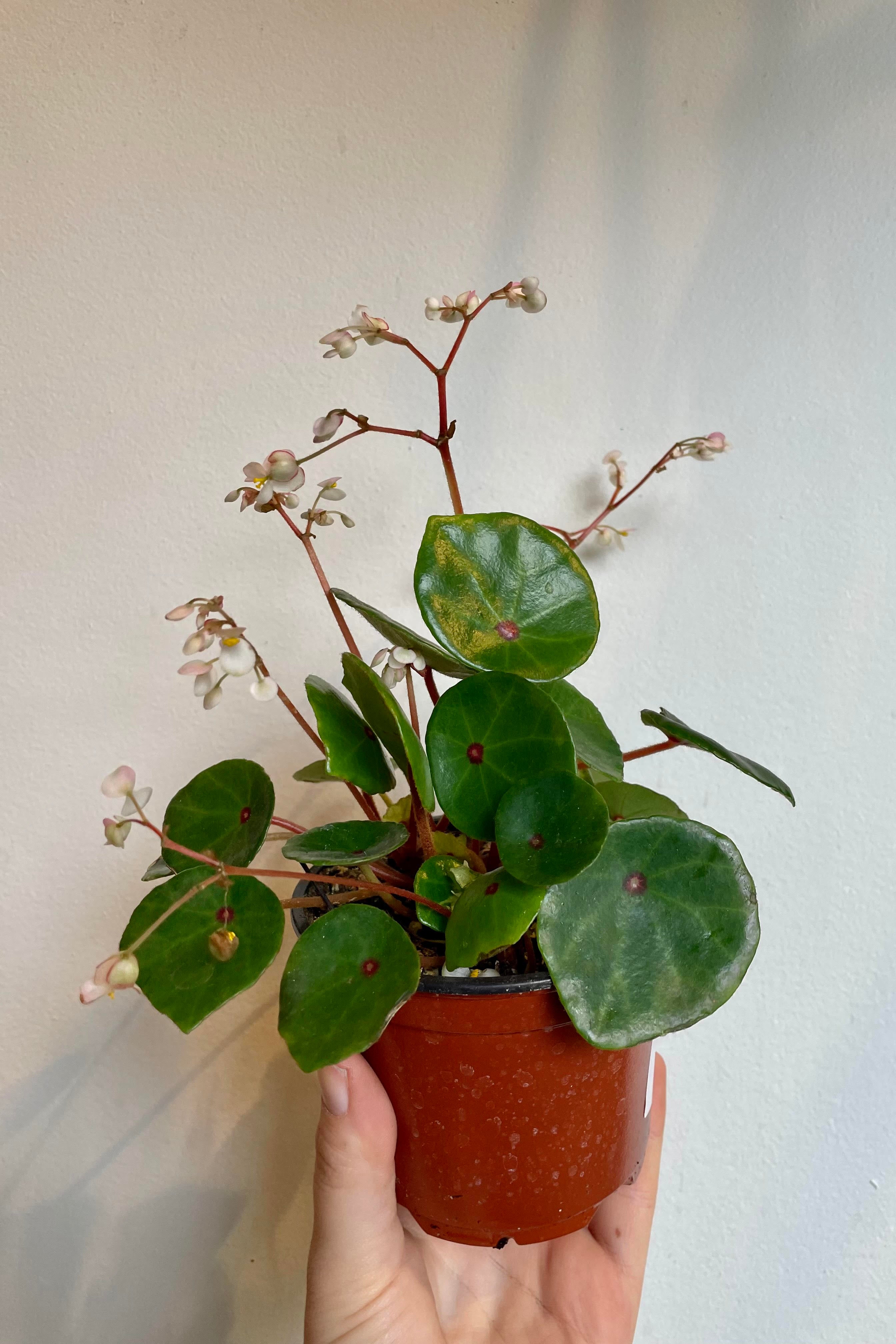 Begonia Conchifolia 4 Inch Live Plant - Perfect for Indoor Gardens, Terrariums, and Home Decor