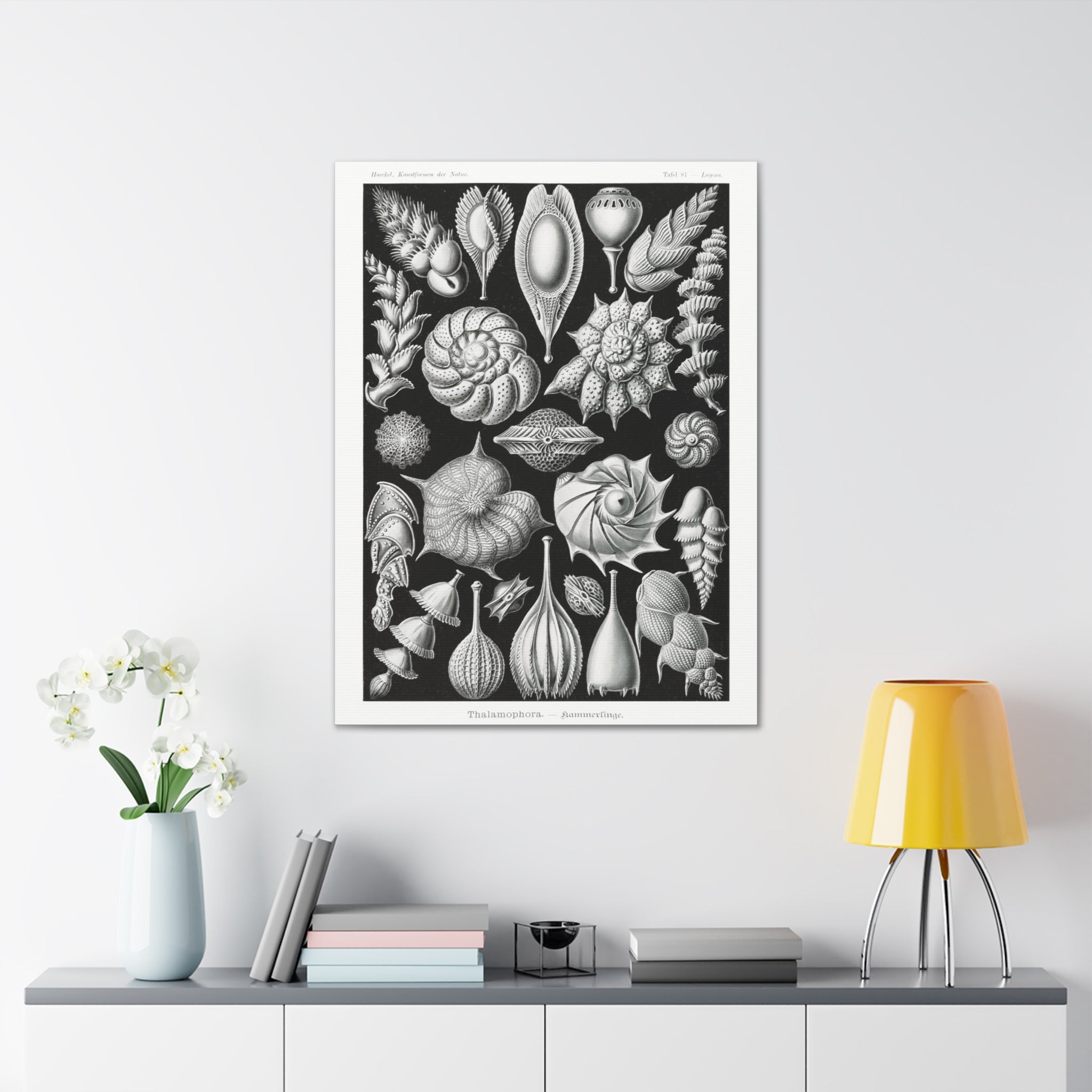 Ernst Haeckel Thalamophora Kammerlinge Art Print - Premium Canvas Wall Decor for Living Room, Bedroom & Office