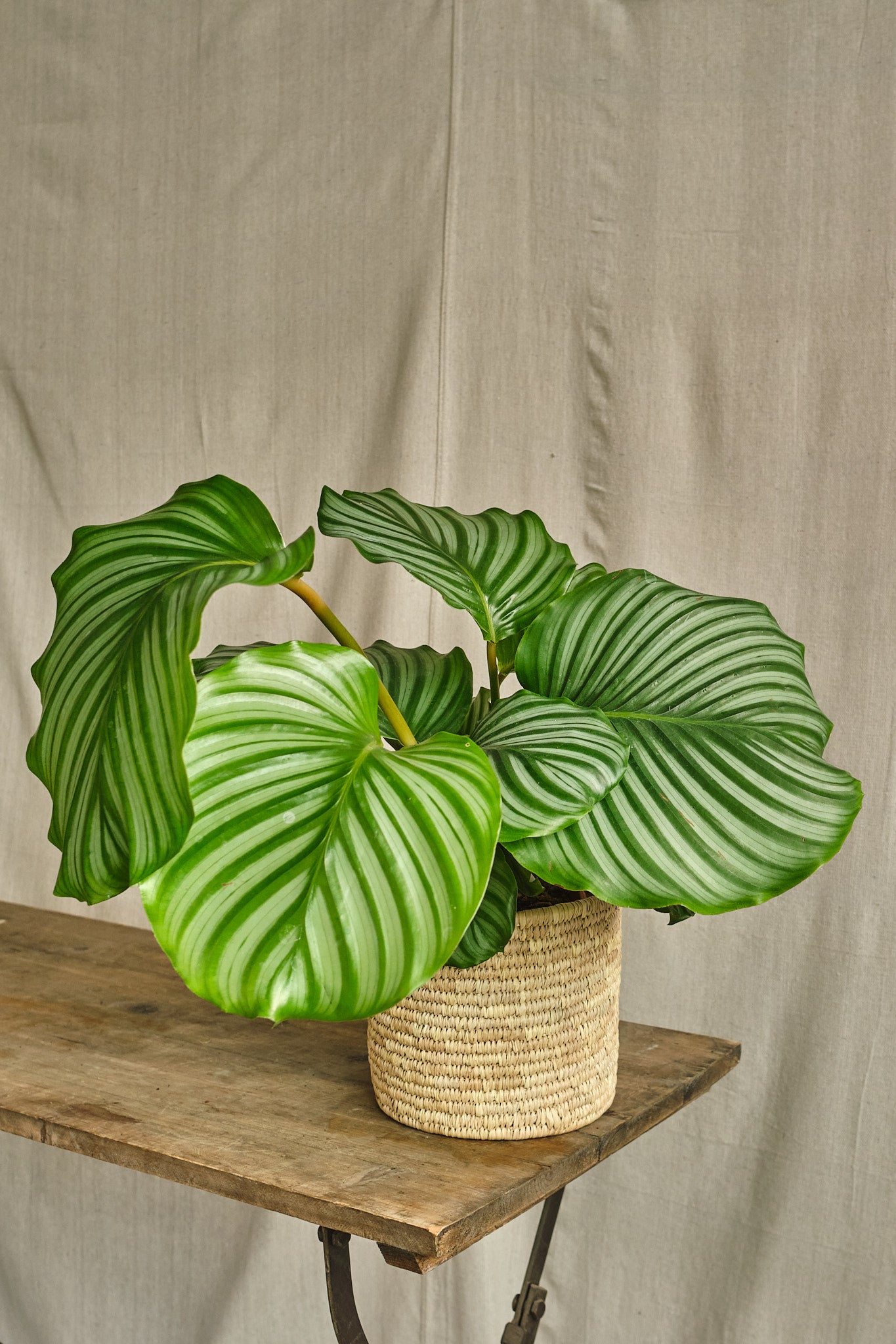 Calathea Orbifolia Prayer Plant - Large Tropical Houseplant with Striking Leaf Patterns - Perfect for Home, Office & Indoor Decor