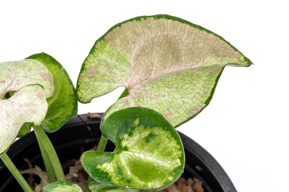 Syngonium Milk Confetti Bare Root Plant - Rare Variegated Arrowhead Vine for Indoor Home Decor, Office Desk, and Terrarium Planting