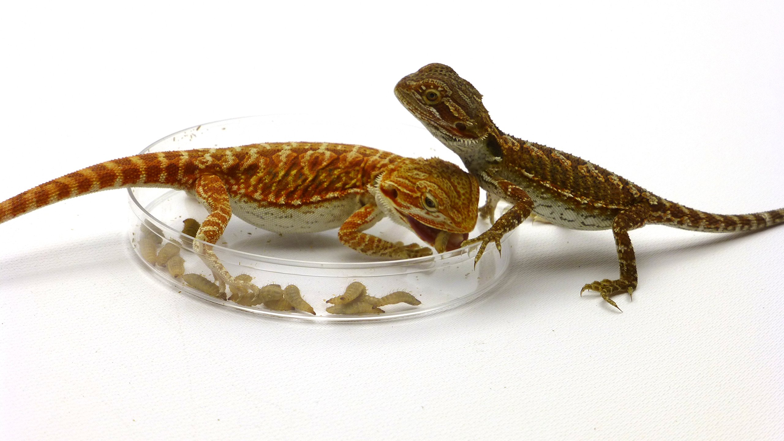 CAROLINACUSTOMCAGES Phoenix Worm Feeding Dishes - Set of 3 | Durable Reptile Food Bowls for Bearded Dragons, Chameleons & Lizards | Perfect for Terrariums & Reptile Habitats