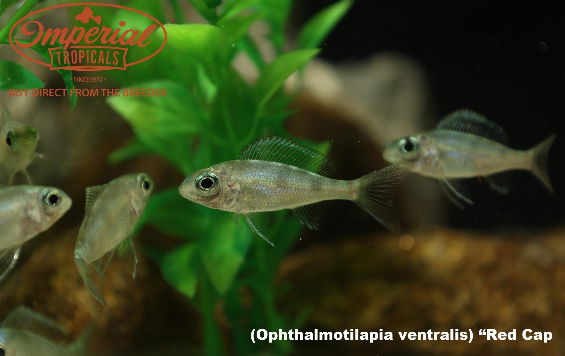Ophthalmotilapia Ventralis Red Cap Cichlid - African Cichlid Fish for Aquarium - Perfect for Freshwater Fish Tanks & Aquascaping