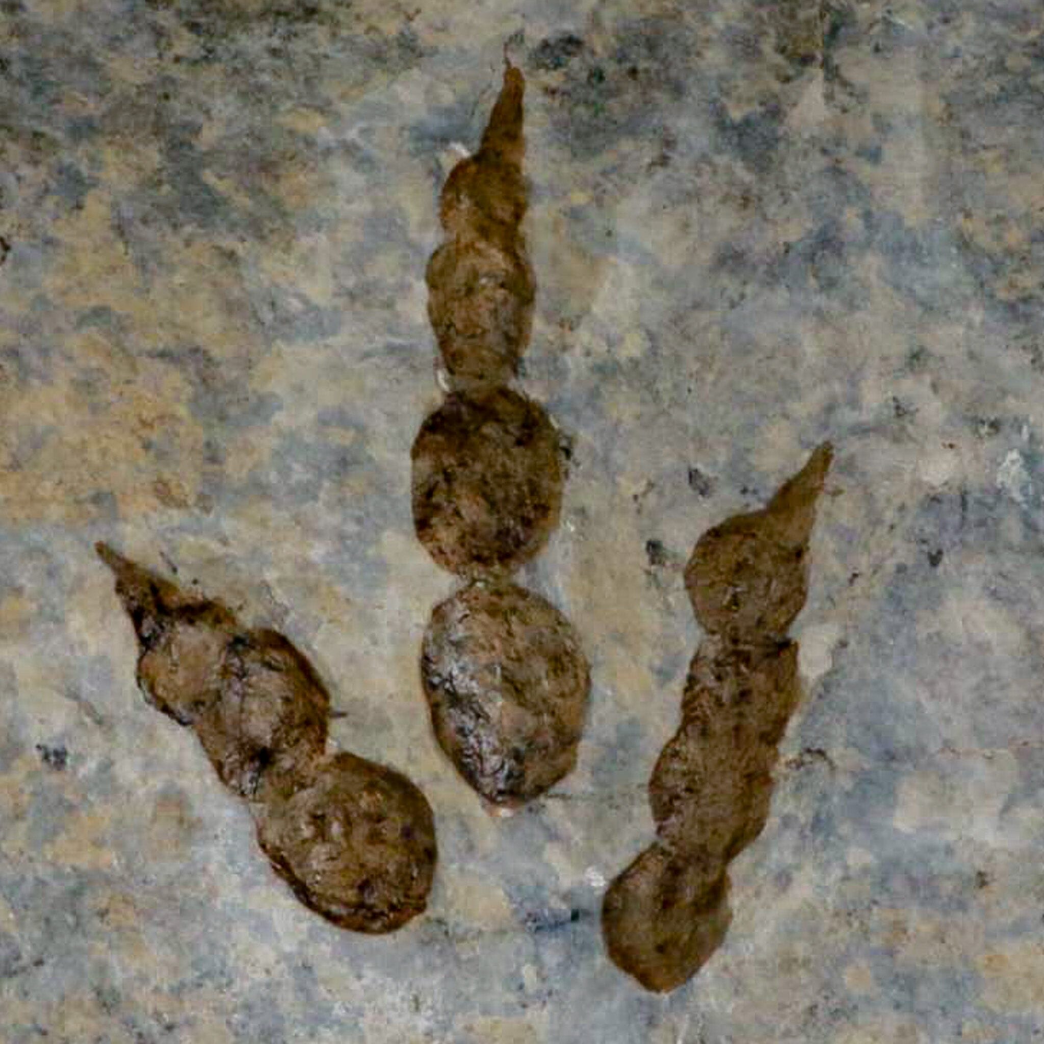 5.1