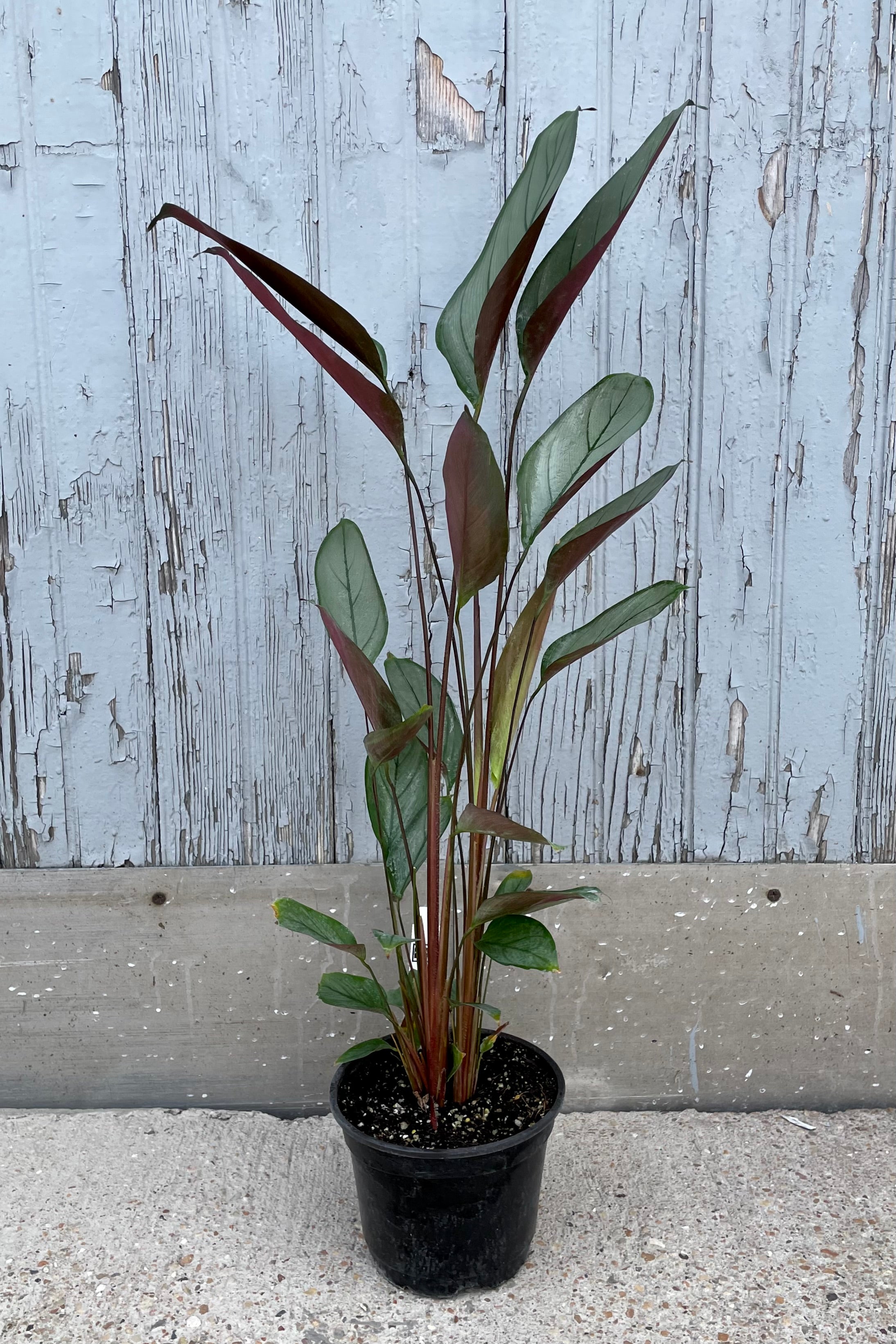 Ctenanthe setosa 'Silver Star' - 6 Inch Live Indoor Plant, Prayer Plant with Silver Striped Leaves - Perfect for Home Decor, Office Spaces, and Low Light Areas