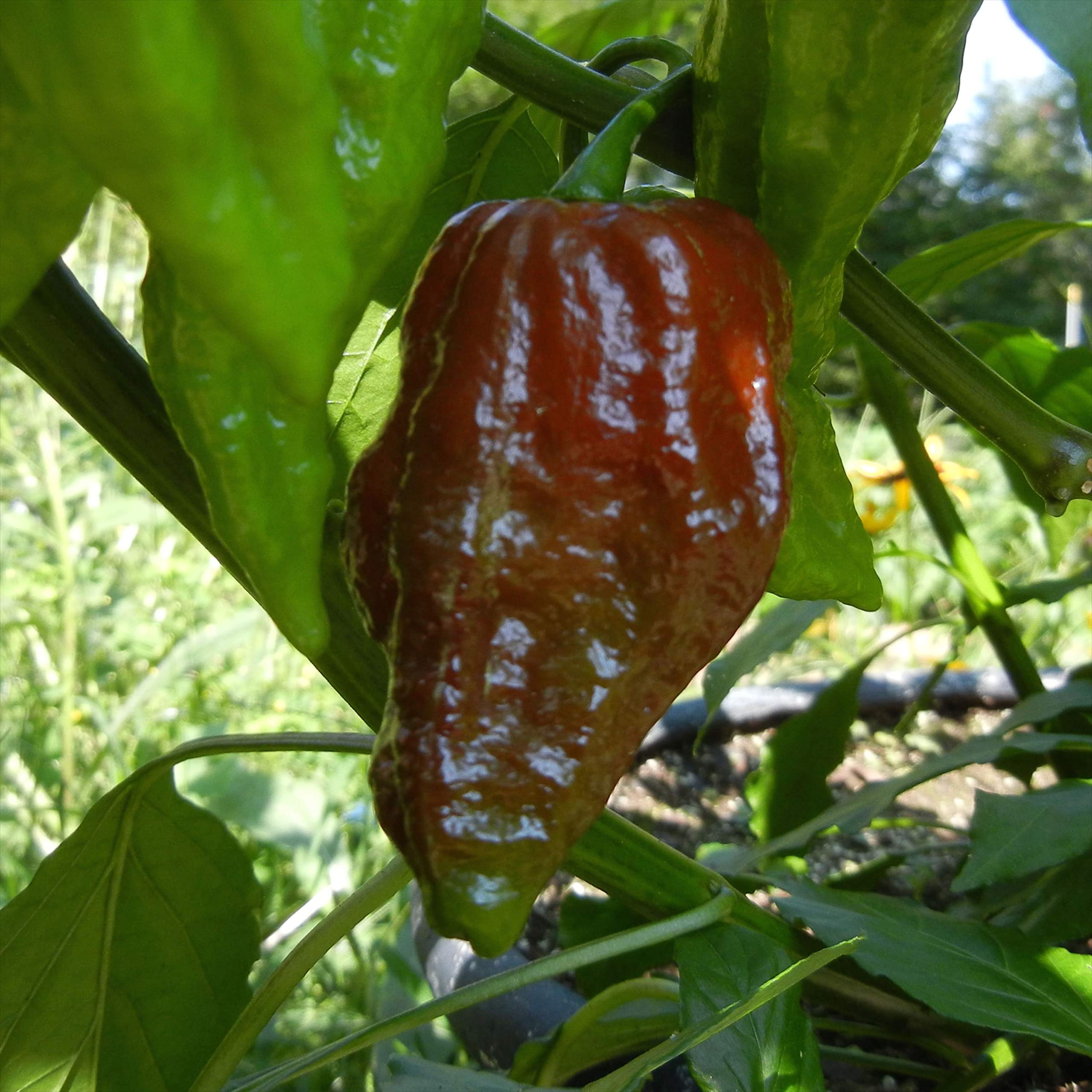 Bhut Jolokia Chocolate Ghost Pepper - Super Hot Chili Peppers for Cooking, Sauces & Spicy Recipes - Perfect for Home Chefs & Heat Lovers