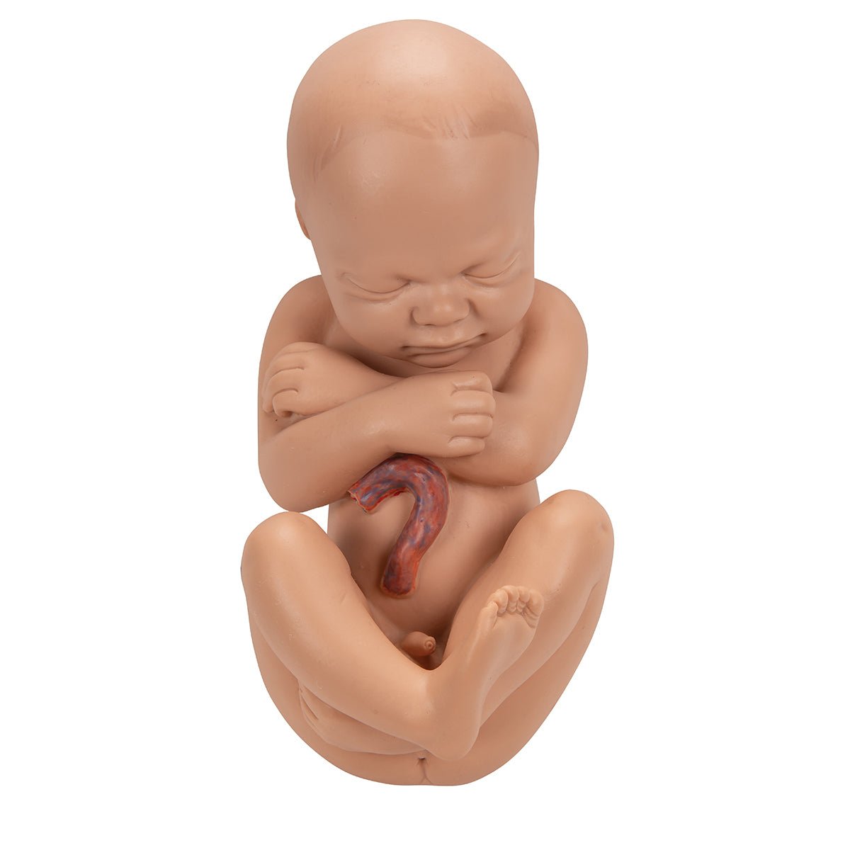3-Part Deluxe Pregnancy Pelvis Model - Anatomical Educational Tool for Medical Students & Midwives | Ideal for Childbirth Education & Obstetric Training