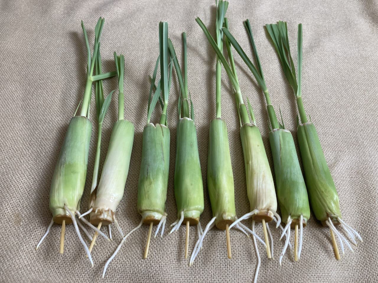 8 Rooted Lemongrass Stalks 5-6 Inches Long - Fast Growing Live Lemon Grass Plants for Cooking, Tea & Garden | Ready to Plant Culinary Herb for Asian Dishes, Soups & Aromatherapy