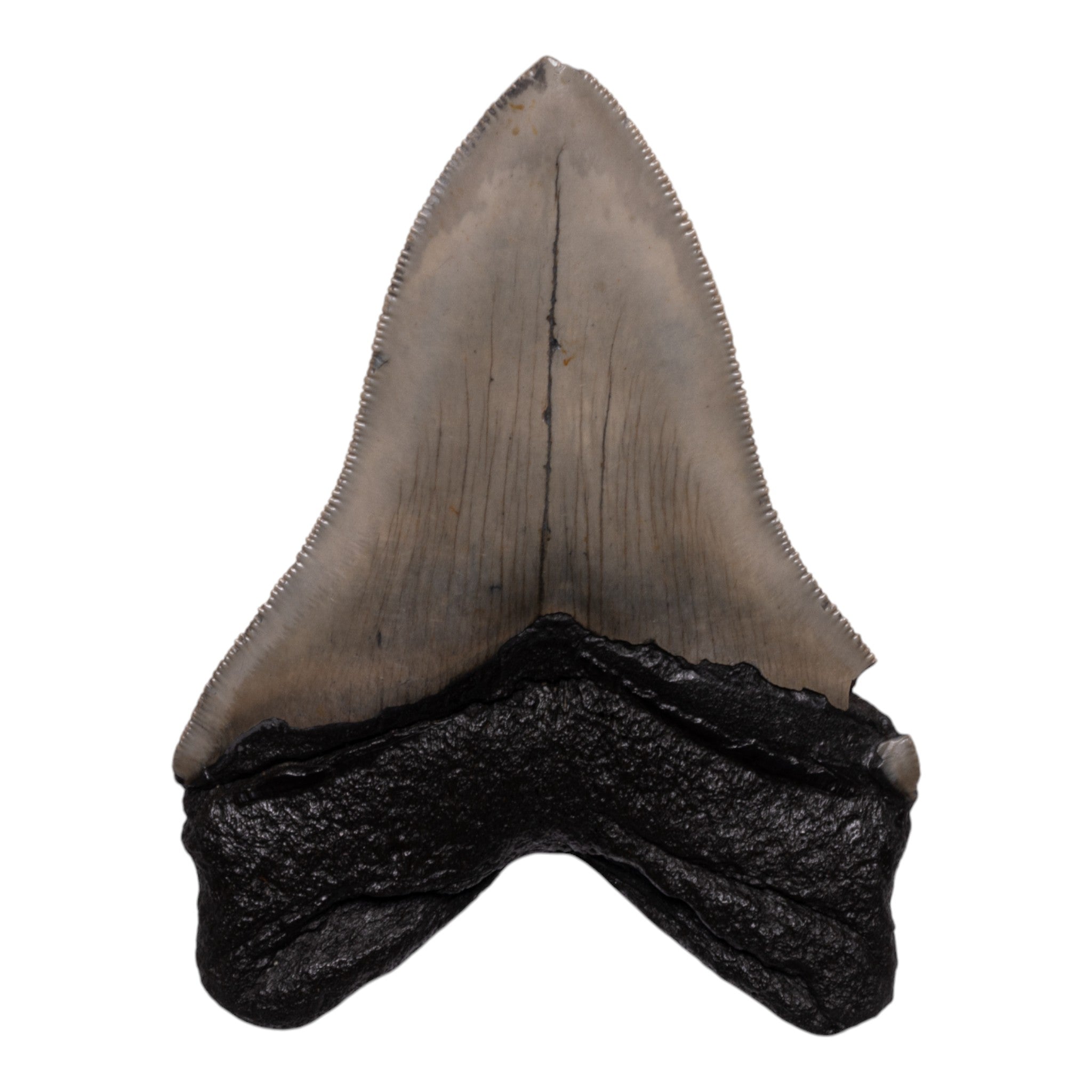 Genuine Megalodon Shark Tooth Fossil - Authentic Collector's Specimen for Paleontology Enthusiasts - Perfect for Display, Jewelry Making, and Educational Purposes