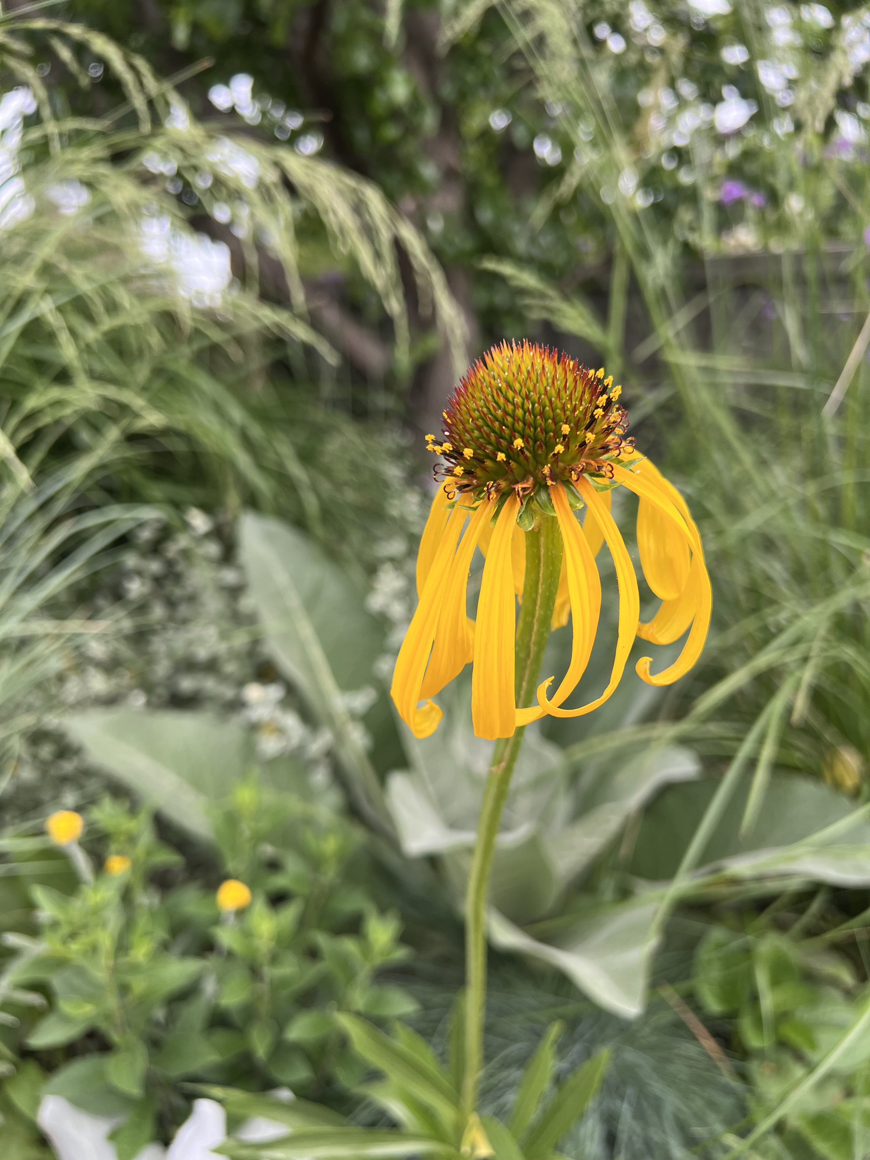 Echinacea Paradoxa Var. Paradoxa Seeds - Rare Yellow Coneflower for Garden Planting, Landscaping & Pollinator Gardens - Attracts Butterflies & Bees