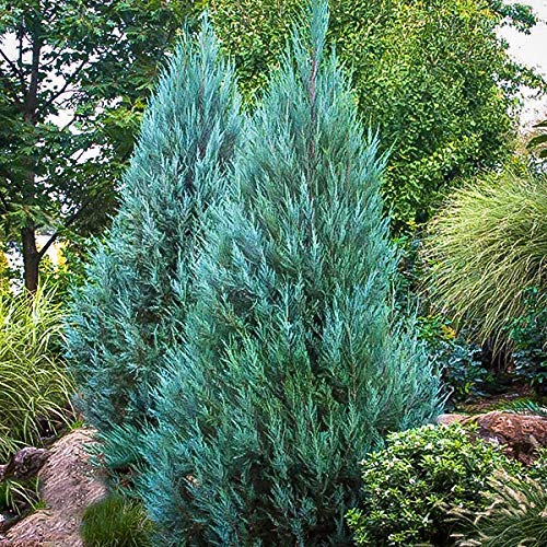 Blue Point Juniper Trees - 20 Live Evergreen Plants (Juniperus Chinensis) for Privacy Screening - Perfect for Landscaping, Hedges & Garden Borders
