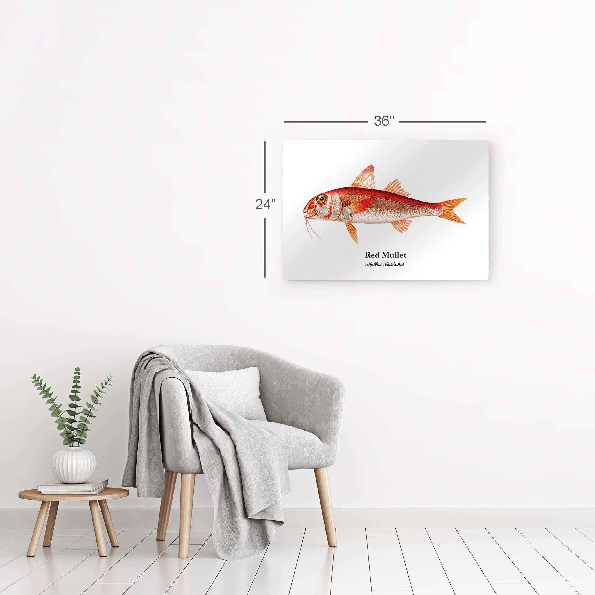 Smile Art Design Red Mullet Mullus Barbatus Fish Metal Wall Art Print - Ocean Marine Animal Painting for Coastal Decor, Living Room, Bedroom & Kids Room - Nautical Fishing Theme Home Decor - Made in USA 24x36