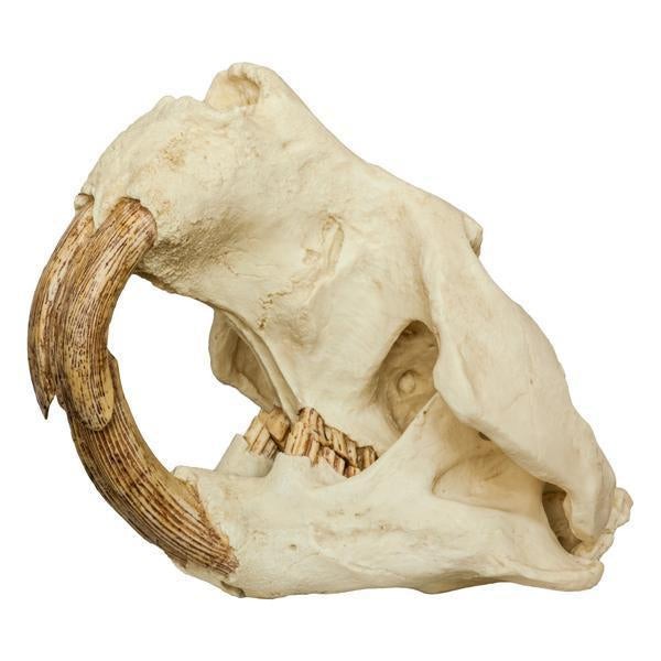 Authentic-Looking Giant Beaver Skull Replica - Lifelike Castoroides Fossil Model for Home Decor, Educational Display & Paleontology Enthusiasts