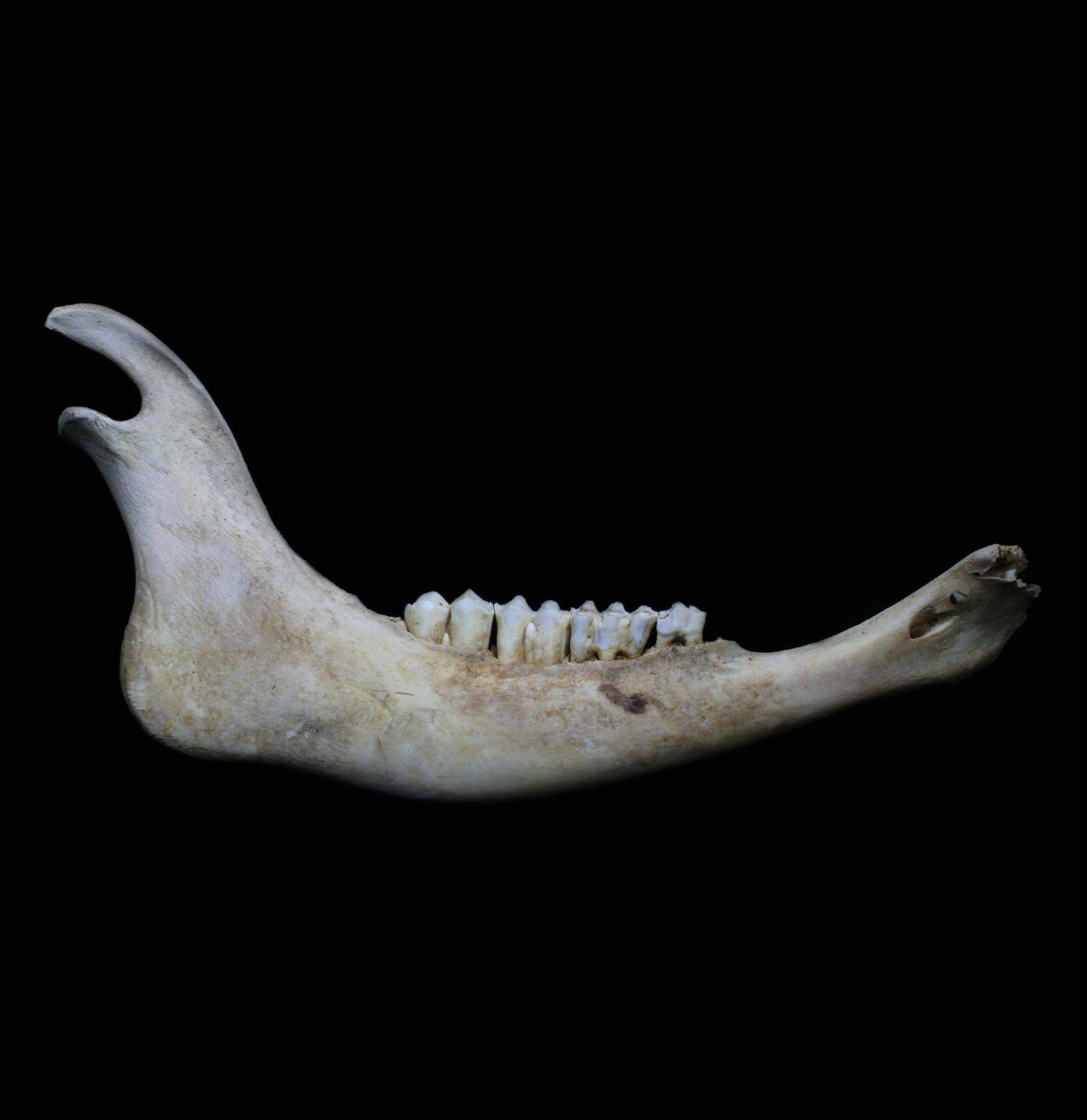 Bison Jaw Bone - Authentic Natural Specimen for Collectors, Education & Home Decor | Perfect for Science Projects, Cabin Decor & Taxidermy
