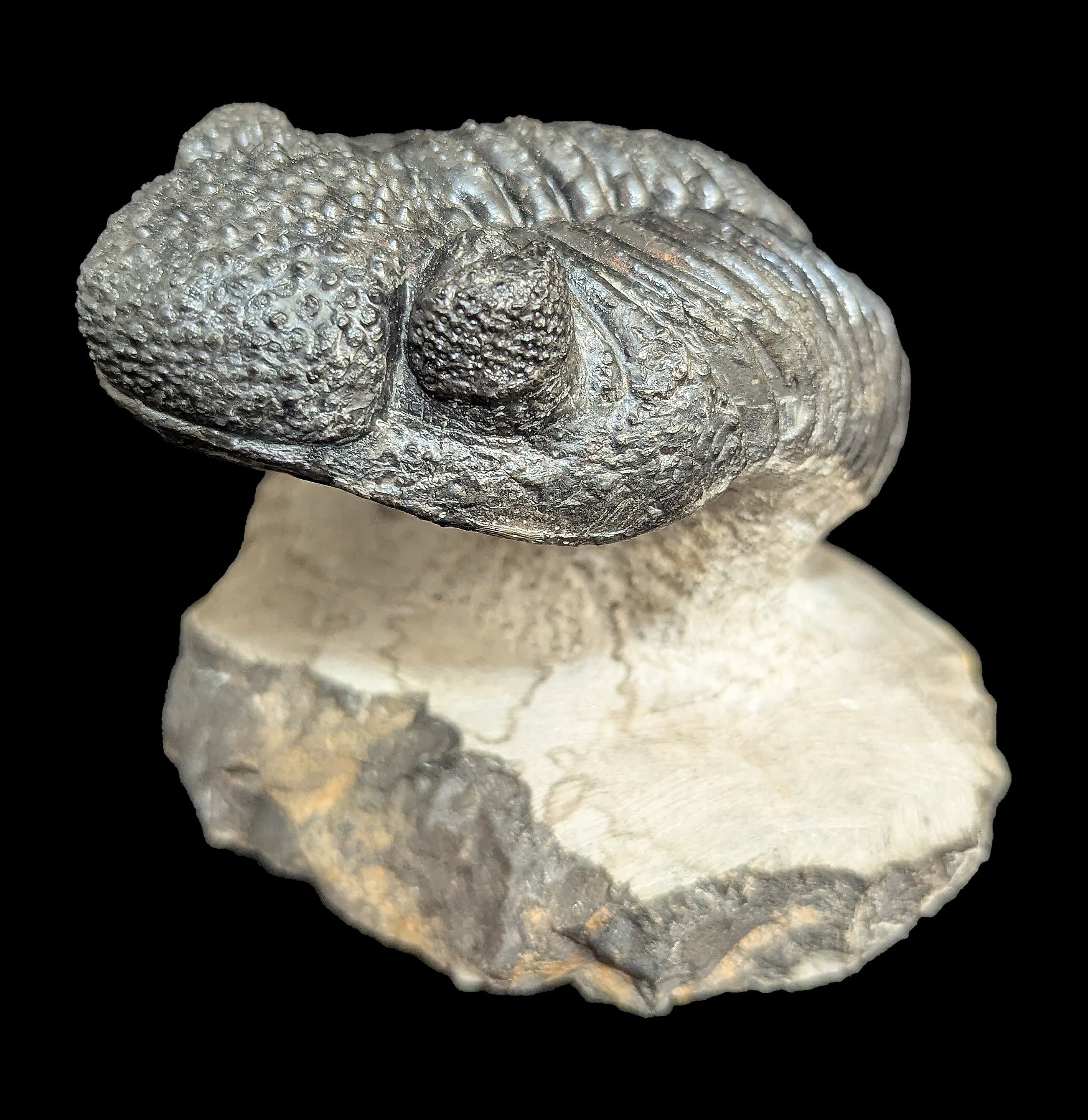 Authentic Trilobite Drotops Megalomanicus Fossil in Matrix - Rare Paleozoic Era Specimen for Collectors & Home Decor