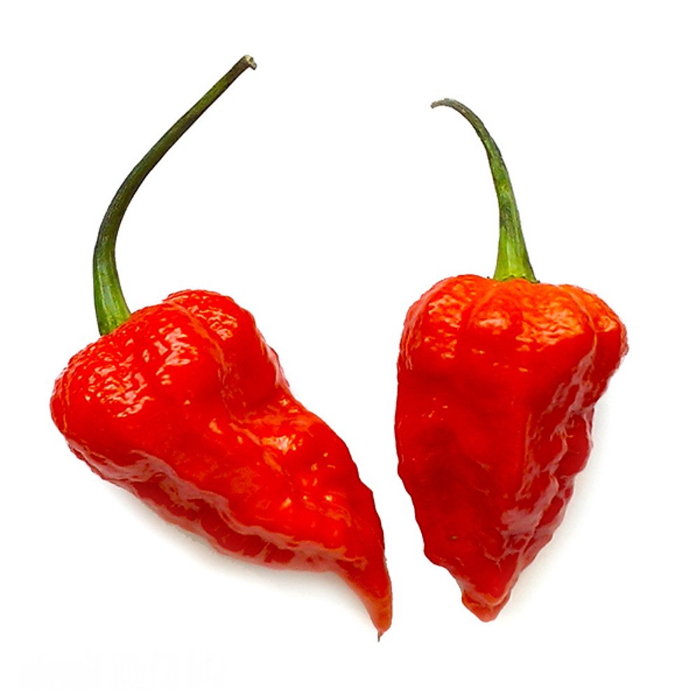 Bhut Jolokia Ghost Pepper Plant - 4